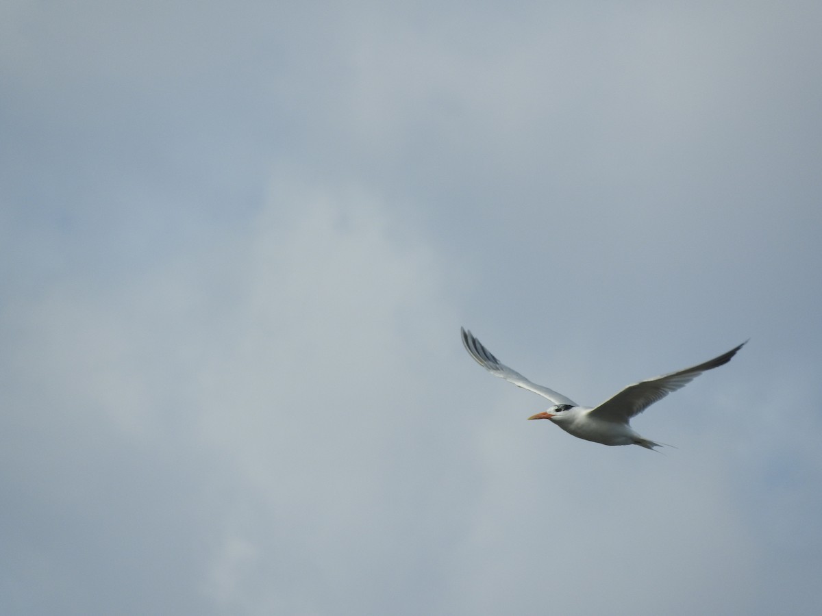 West African Crested Tern - ML136302061