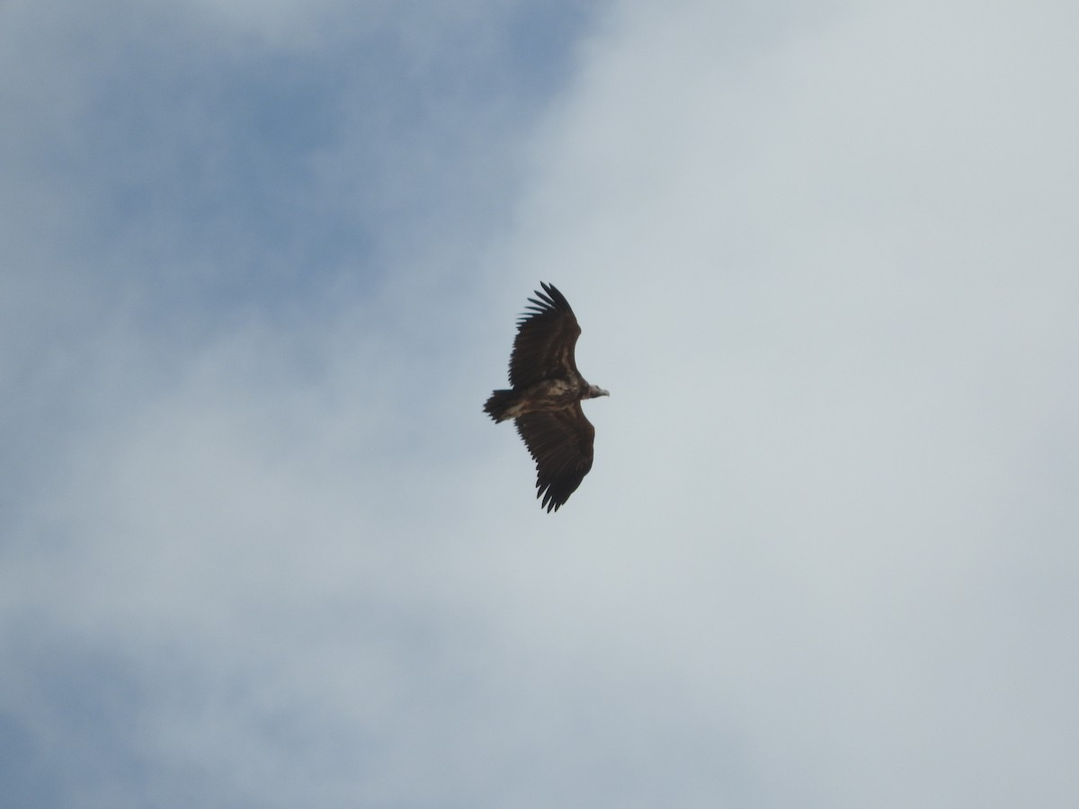 Lappet-faced Vulture - ML136305121
