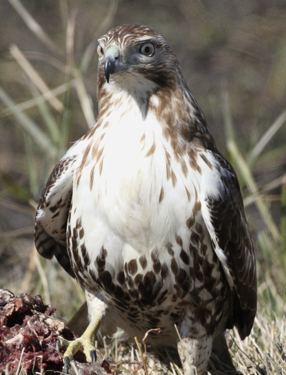 Red-tailed Hawk - ML136305491