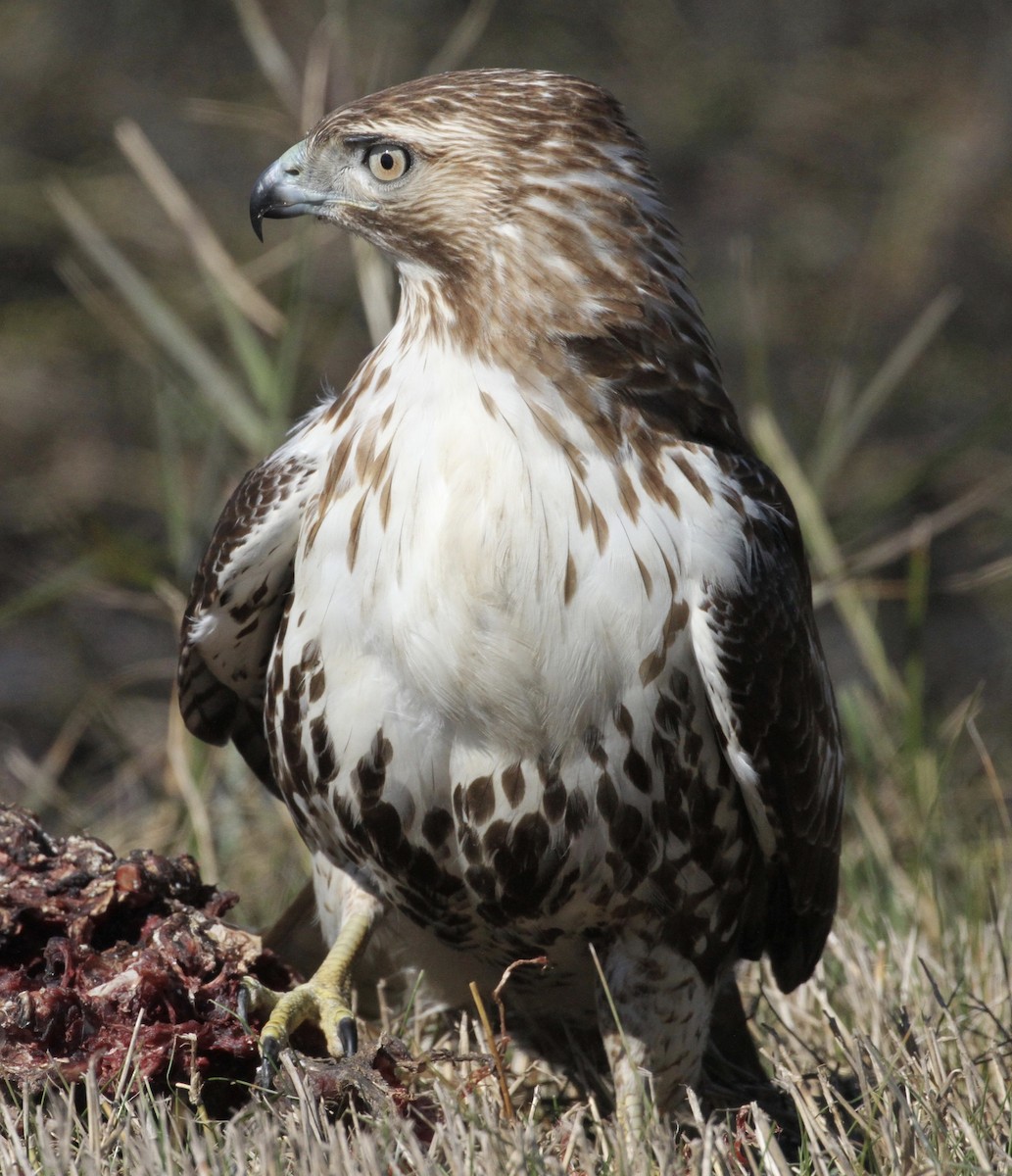 Red-tailed Hawk - William Matthews