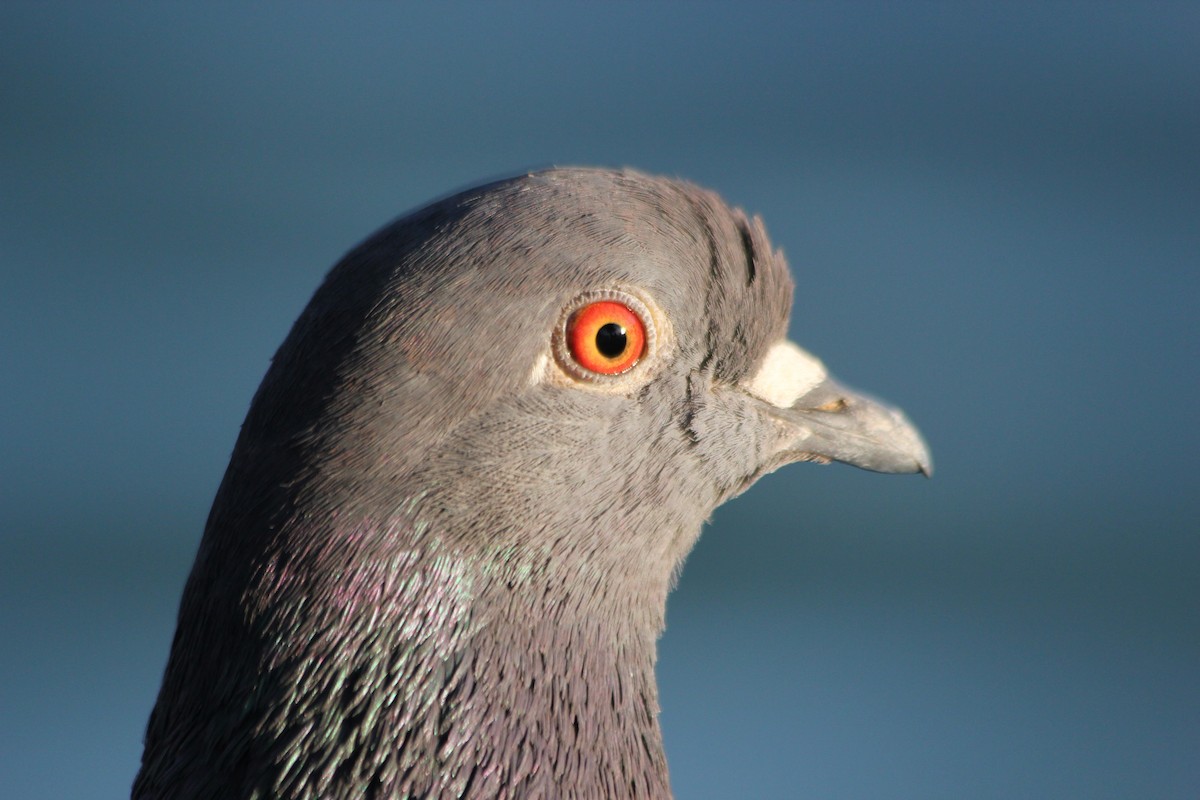 Rock Pigeon (Feral Pigeon) - Adit Nehra