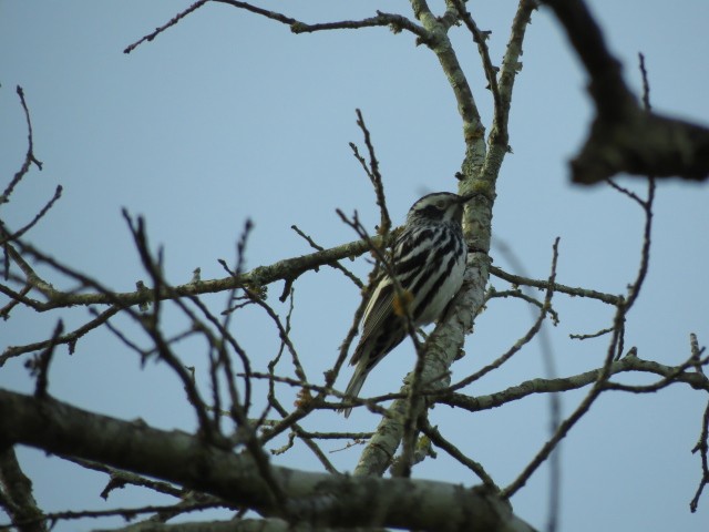 Black-and-white Warbler - ML136307611