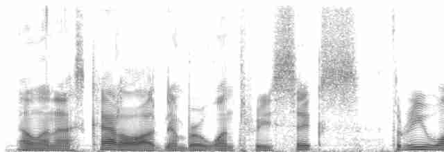Moqueur des savanes (gracilis/leucophaeus) - ML136311
