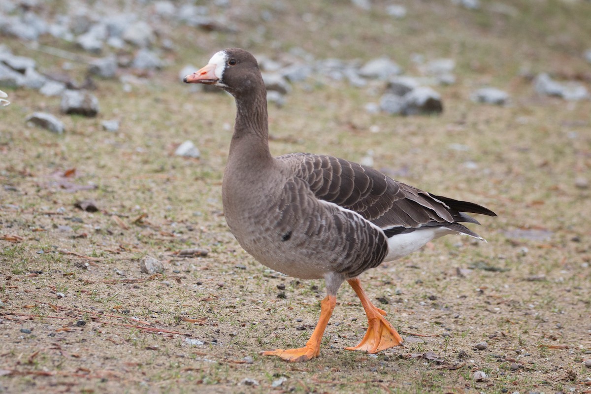 Greater White-fronted Goose - Tanner Martin