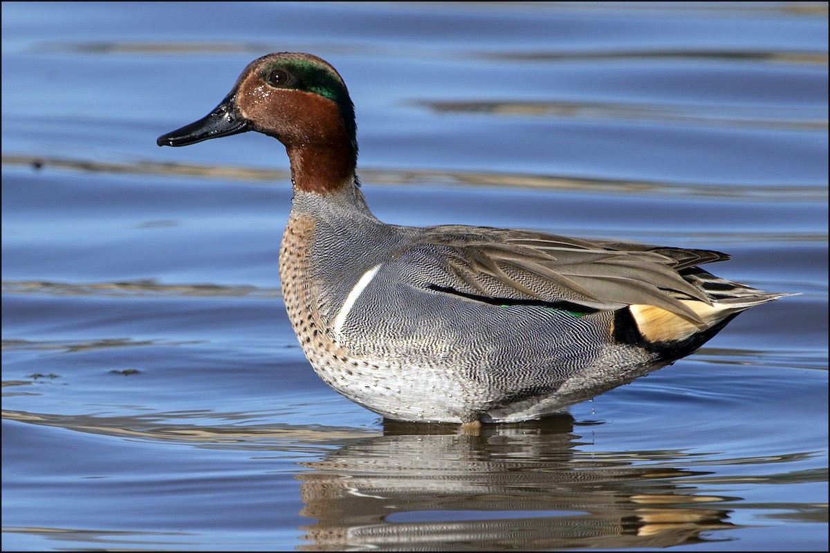 Green-winged Teal - ML136313781