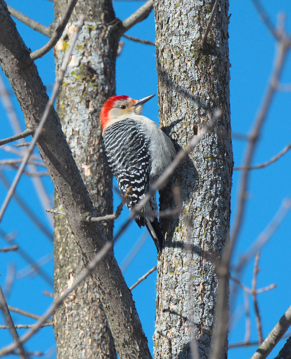Red-bellied Woodpecker - Paul Tavares