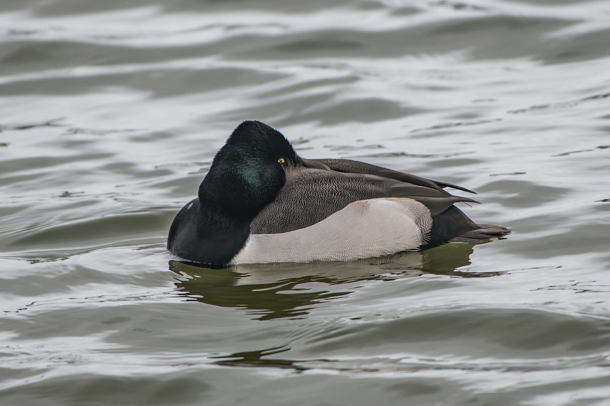 Ring-necked Duck x Lesser Scaup (hybrid) - ML136314651