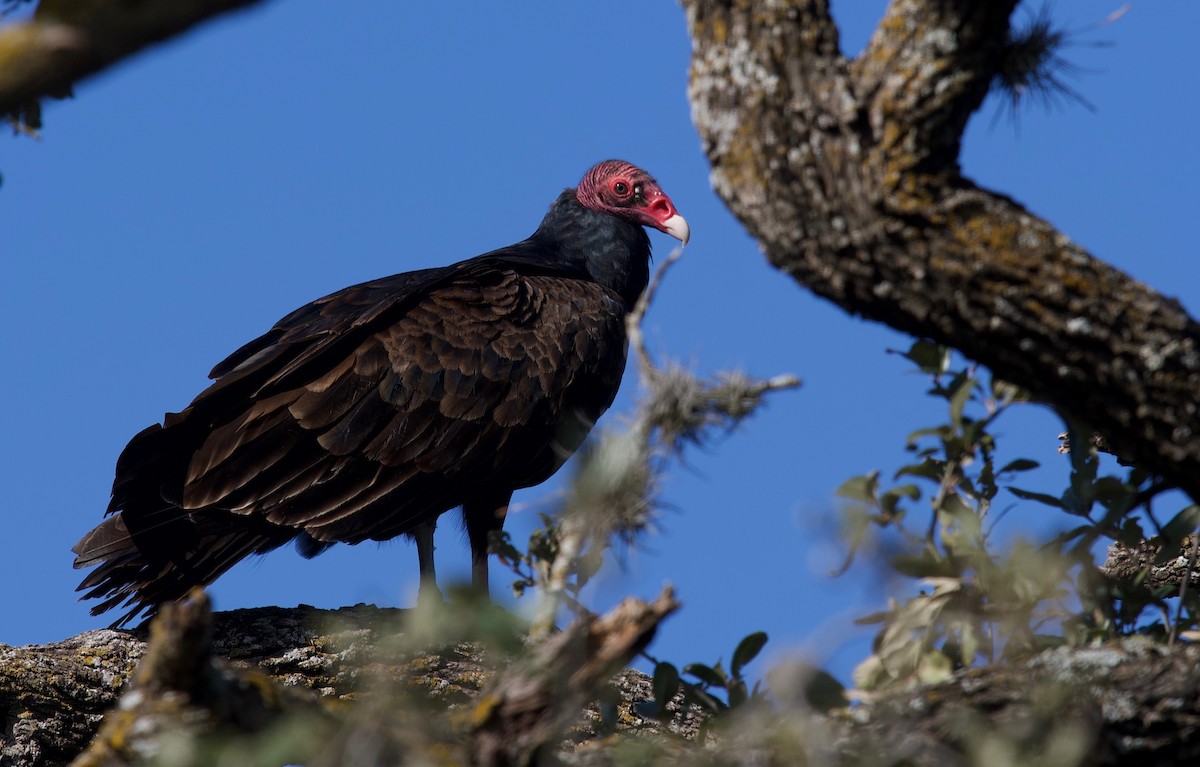 Turkey Vulture - Yvette Stewart
