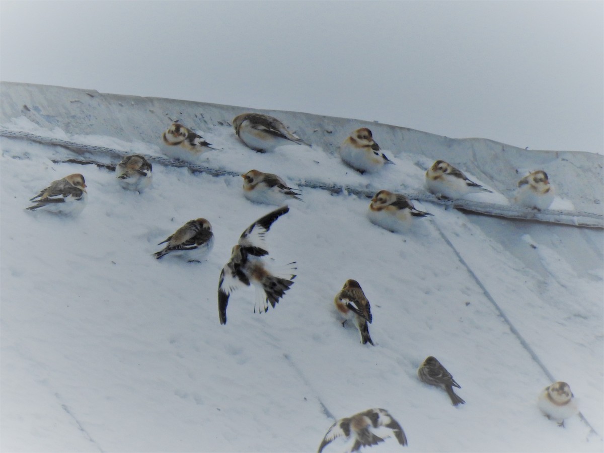 Snow Bunting - COA Club d'ornithologie d'Ahuntsic