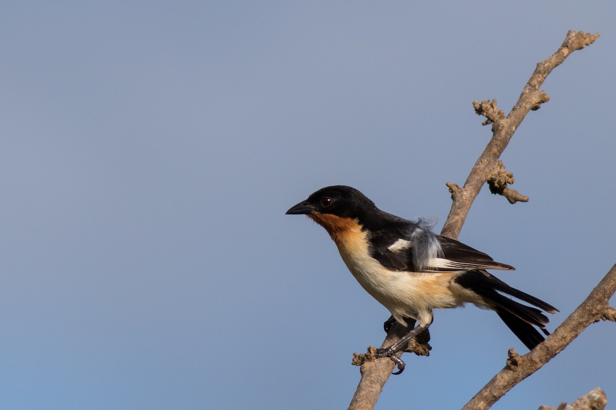 White-rumped Tanager - ML136316091