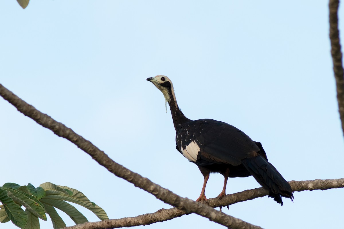 White-throated Piping-Guan - ML136316541