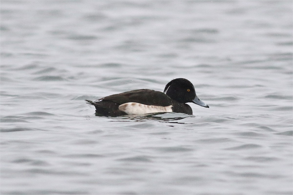 Tufted Duck - ML136319431