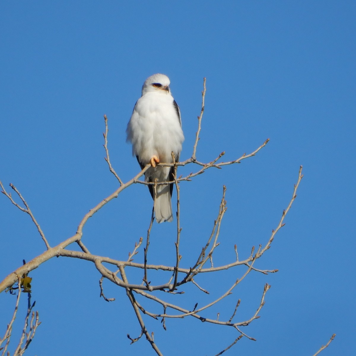 White-tailed Kite - ML136324931