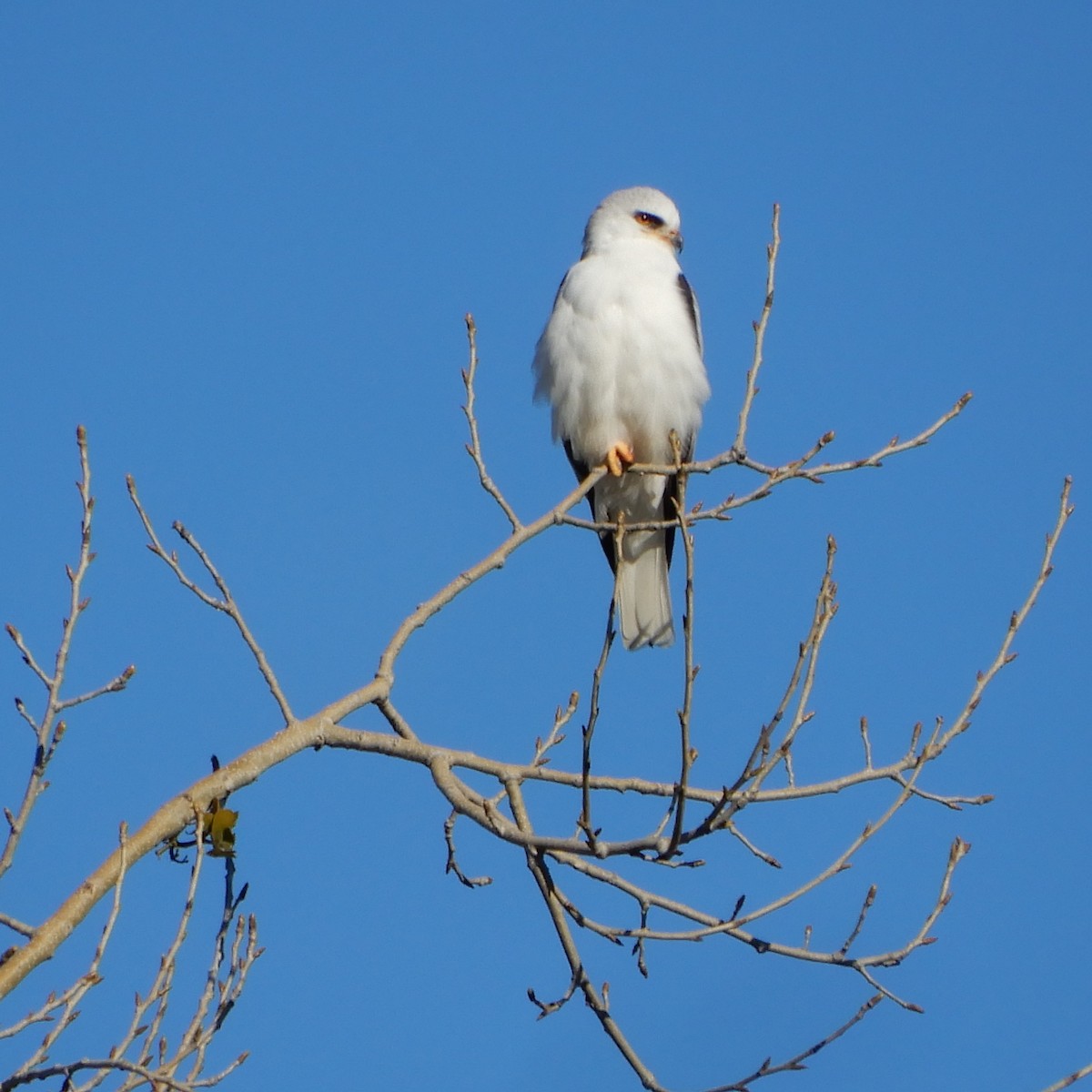 White-tailed Kite - ML136324941