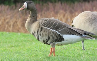 Greater White-fronted Goose, ML136325171