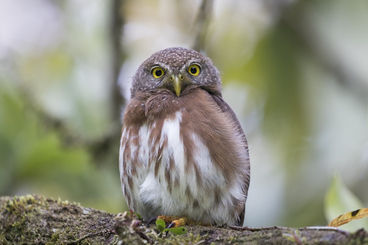 Central American Pygmy-Owl - Marcelo Corella