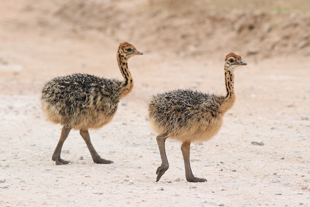 Win a free Cornell Lab Ornithology course eBird
