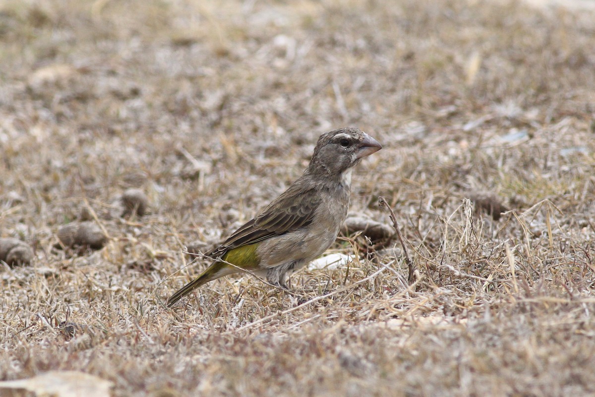White-throated Canary - ML136328021