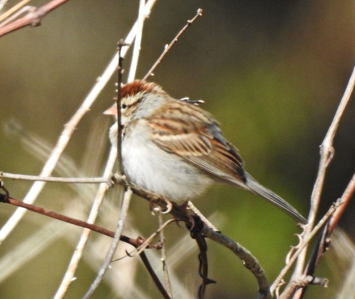 Chipping Sparrow - ML136328281