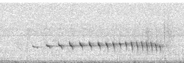 White-flanked Antwren (White-flanked) - ML13633