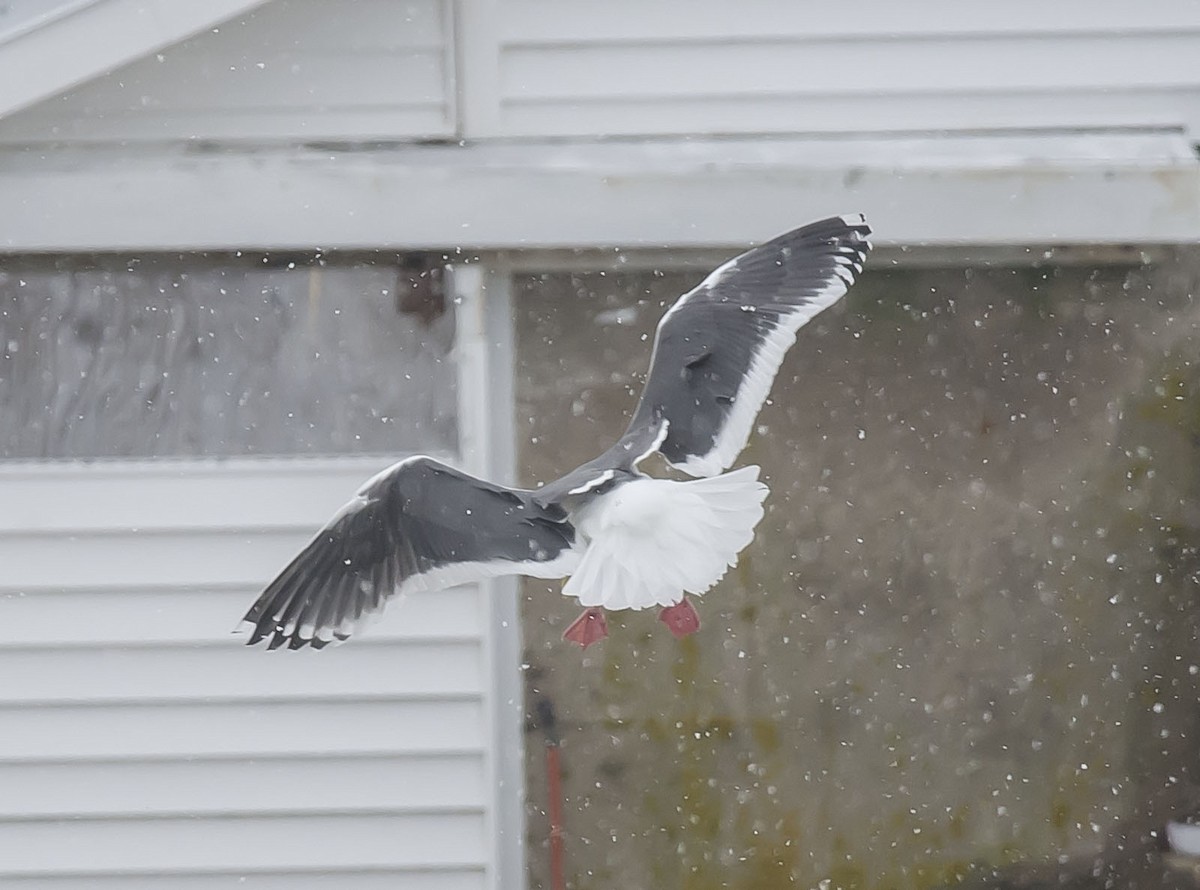 Slaty-backed Gull - Ronnie d'Entremont