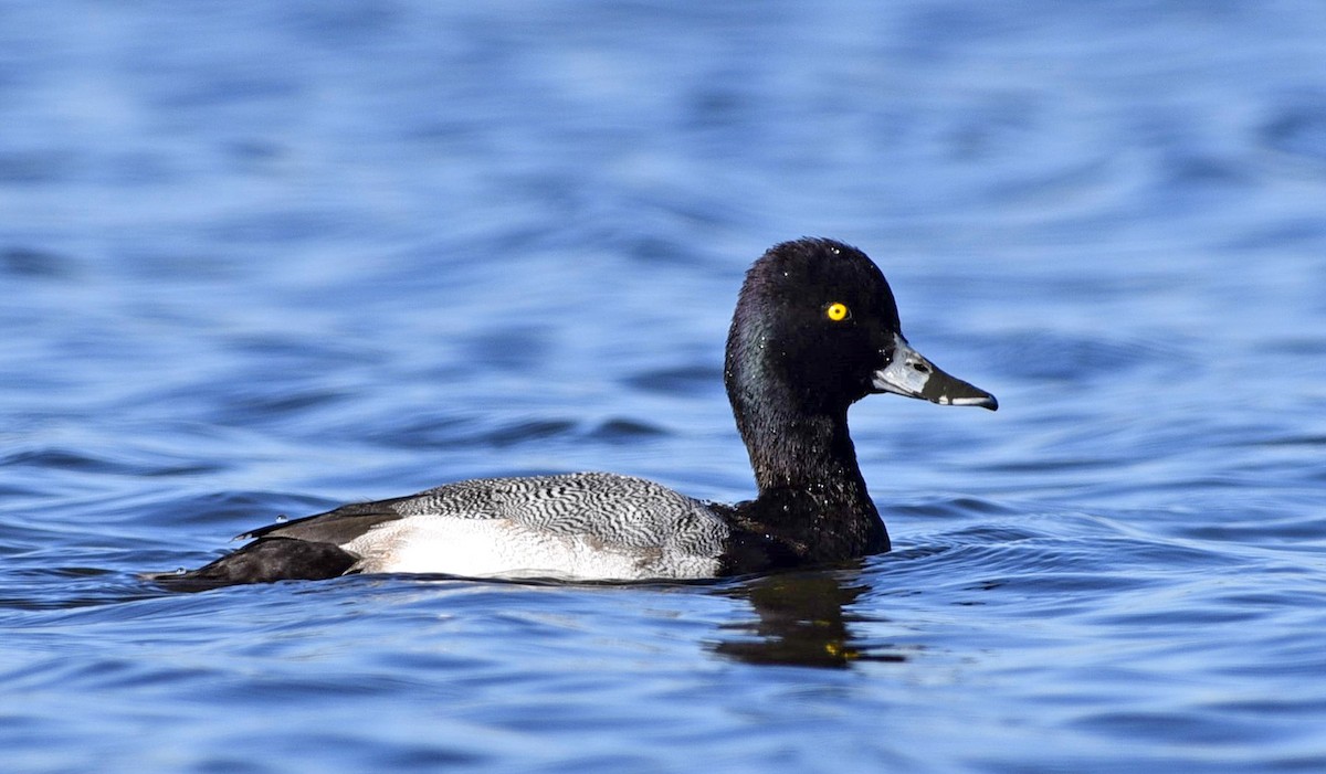 Lesser Scaup - Denny Swaby