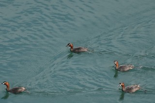 Little Grebe, ML136335531