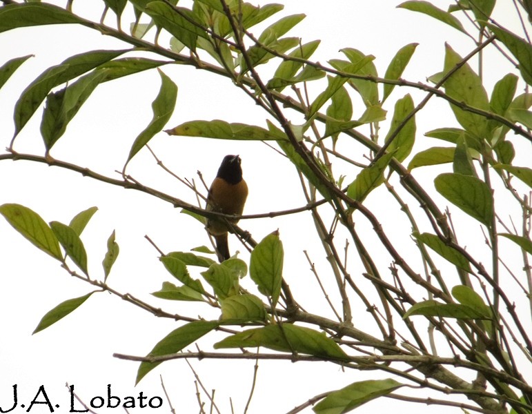 Orchard Oriole (Fuertes's) - ML136338701