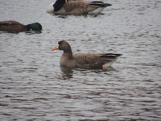 Greater White-fronted Goose, ML136339631