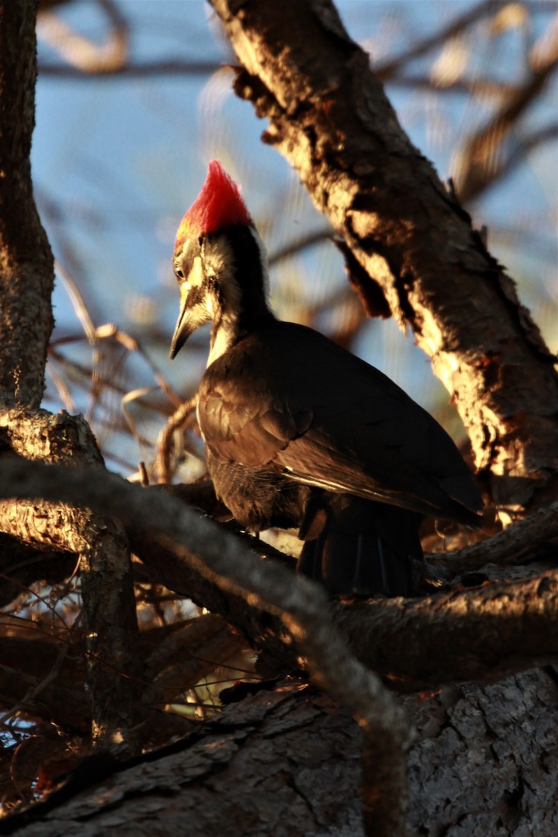 Pileated Woodpecker - Paul Heitmann