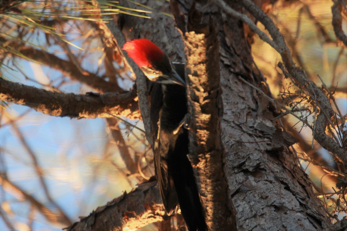 Pileated Woodpecker - Paul Heitmann