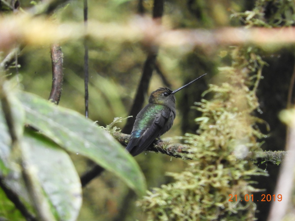 kolibřík zelenočelý - ML136341031