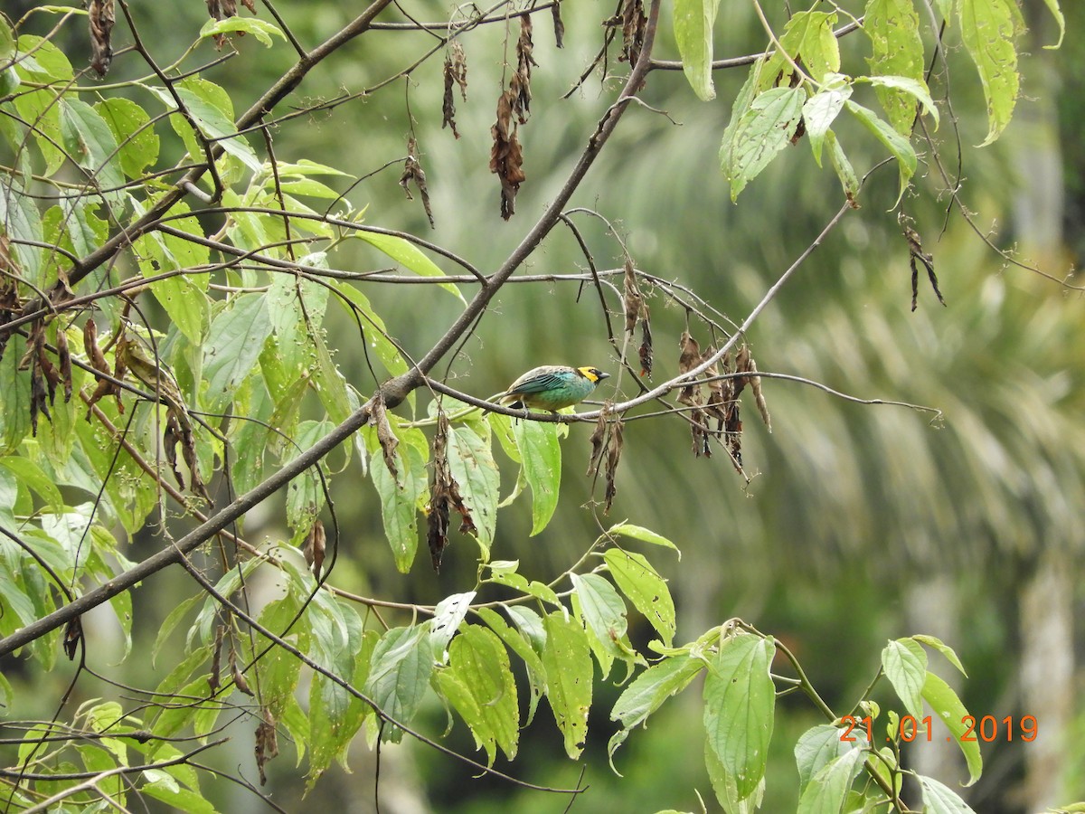 Saffron-crowned Tanager - ML136341421
