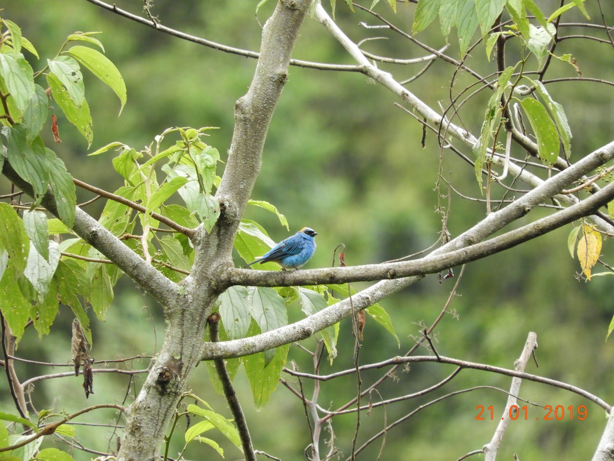 Golden-naped Tanager - ML136341871