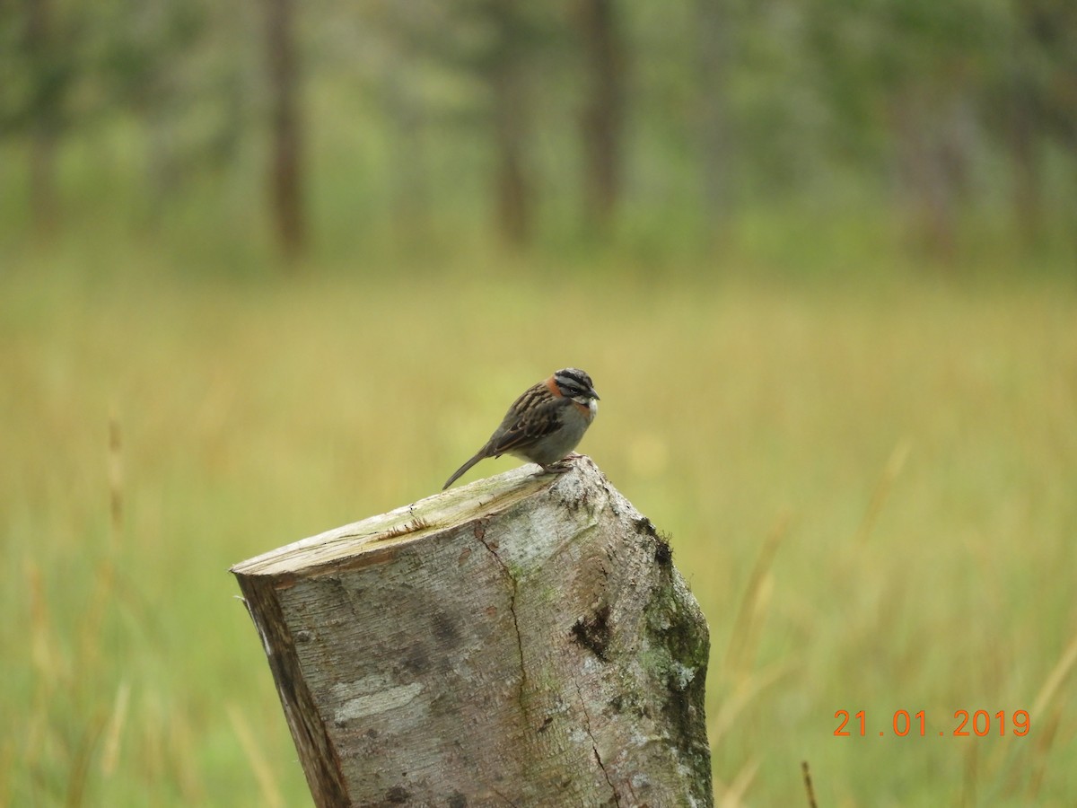 Rufous-collared Sparrow - ML136342451