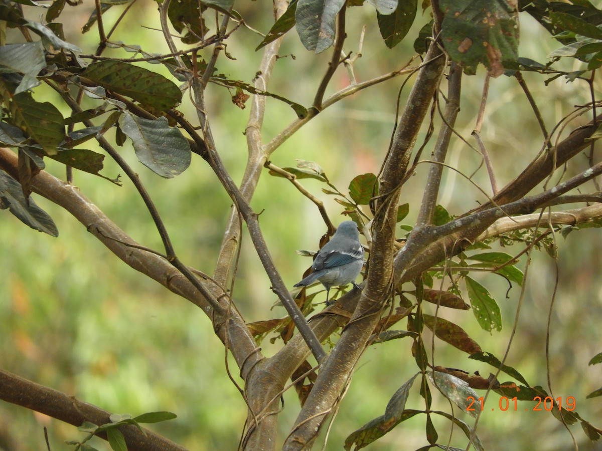 Blue-gray Tanager - ML136344011