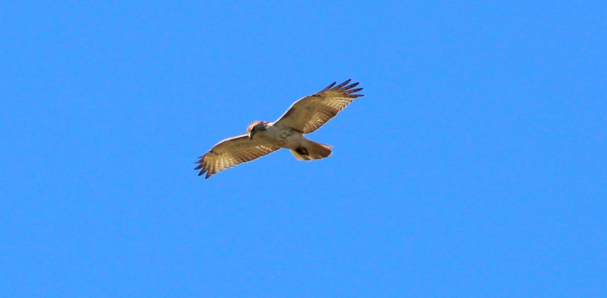Red-tailed Hawk - ML136344891