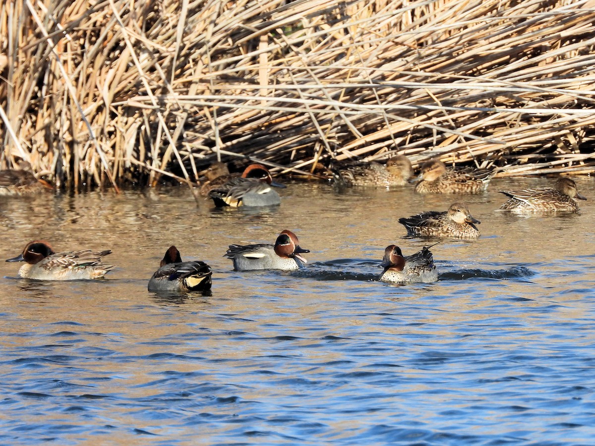 Green-winged Teal - ML136345381