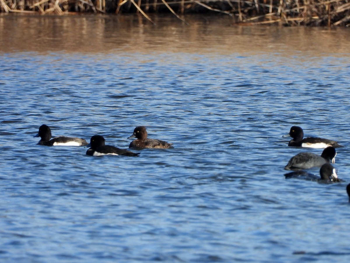 Tufted Duck - ML136345811