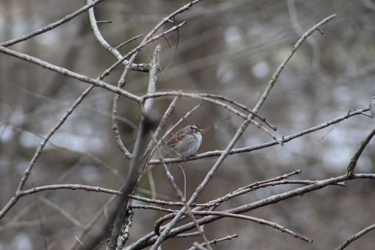 White-throated Sparrow - Kristin Threet
