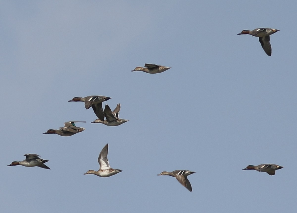 Green-winged Teal - ML136347581