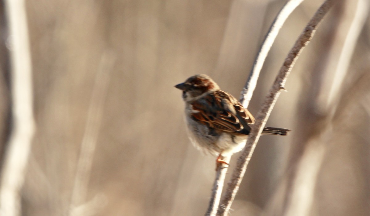 House Sparrow - Zebedee Muller