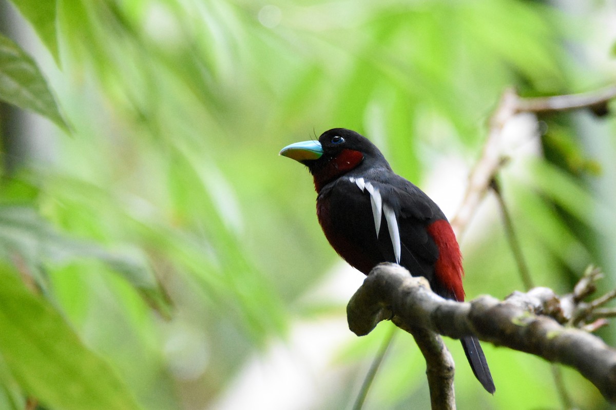 Black-and-red Broadbill (Black-and-red) - ML136351991