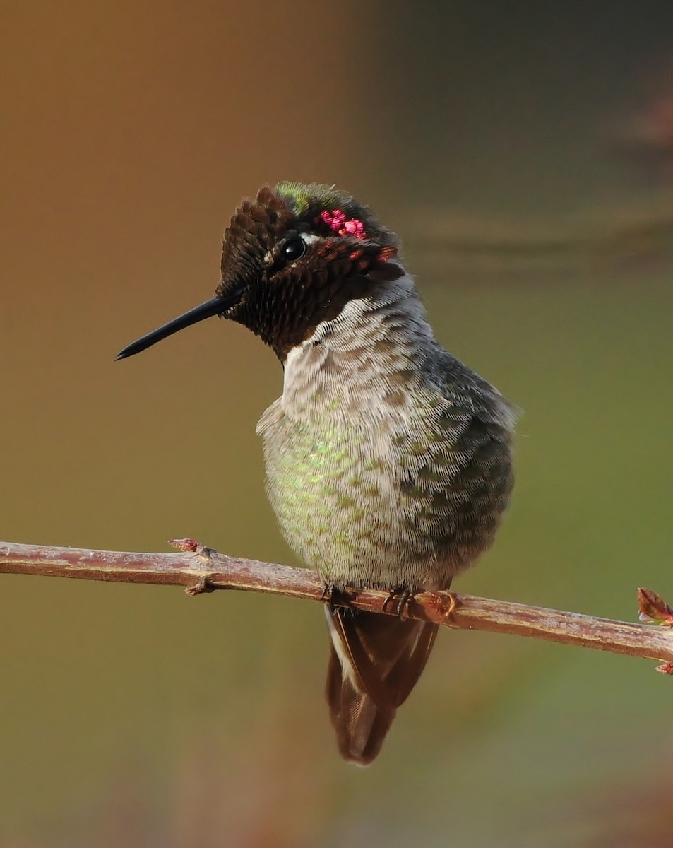 Anna's Hummingbird - ML136356981
