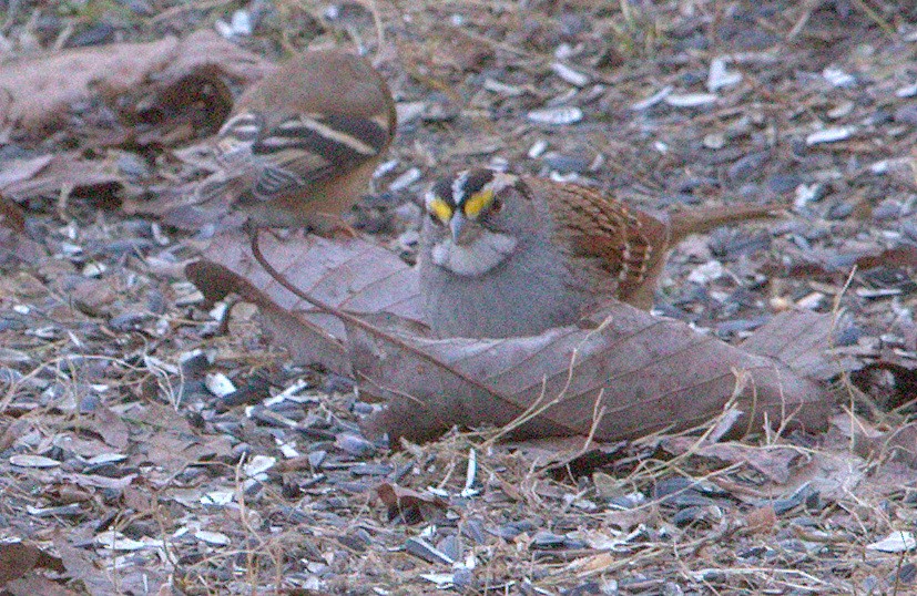 White-throated Sparrow - ML136359941