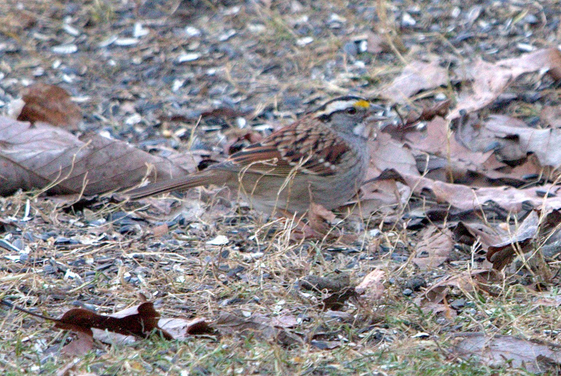 White-throated Sparrow - ML136359951