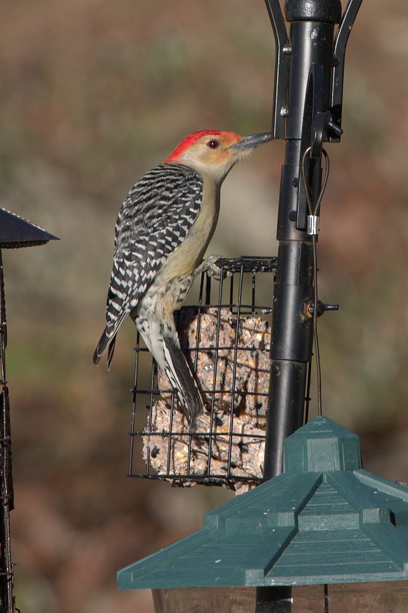 Red-bellied Woodpecker - ML136360121
