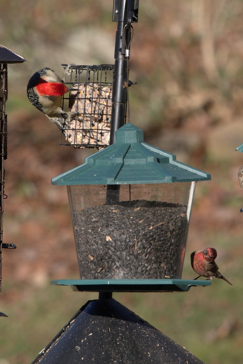 Red-bellied Woodpecker - ML136360131