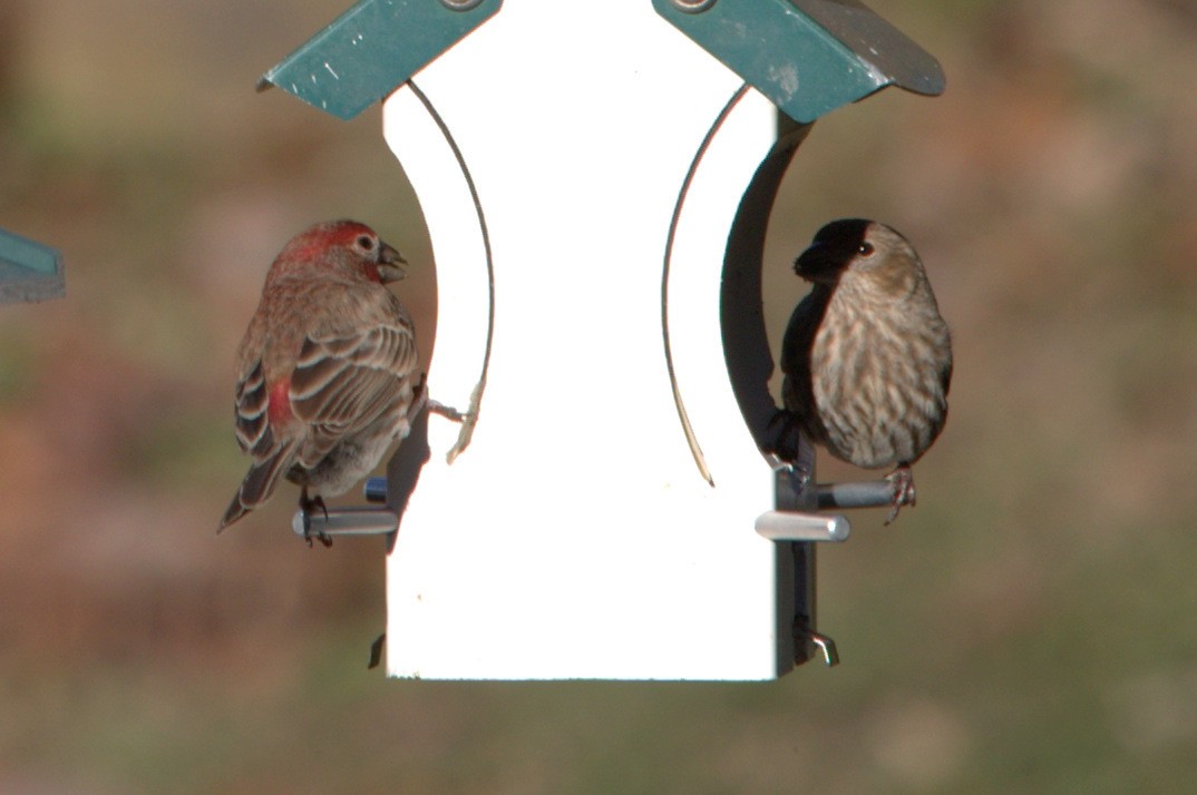 House Finch - Phyllis Williams