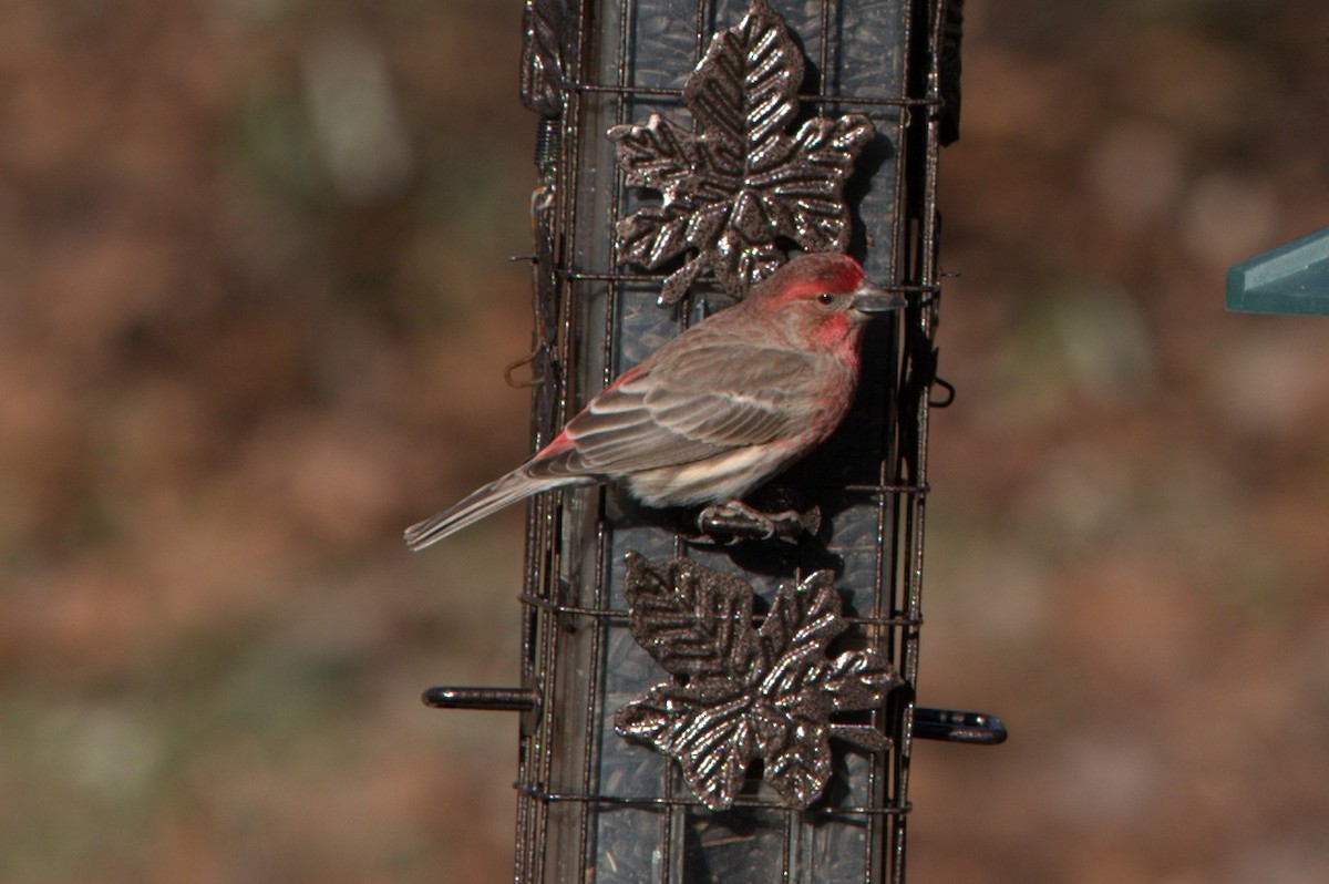 House Finch - Phyllis Williams